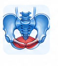Pelvic Floor Dysfunction